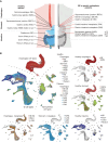 Figure 1. Overview of the scRNA-seq atlas of the GI tract. A, Overview of the samples analyzed in the study. For each sample, the approximate location of tissue is indicated. Where indicated, text in brackets denotes the study from which samples originate [Wang et al. (37), Zhang et al. (61), and Sathe et al. (62)]. The remaining samples were collected in the current study or originate from Nowicki-Osuch and Zhuang et al. (4). B, UMAP of all high-quality cells used in the study. The main plot shows all tissue types overlay (point order is randomized). The insets show selected tissue types grouped according to their anatomic location and disease state. BSCJ, squamocolumnar junction between NE and BE-IM.