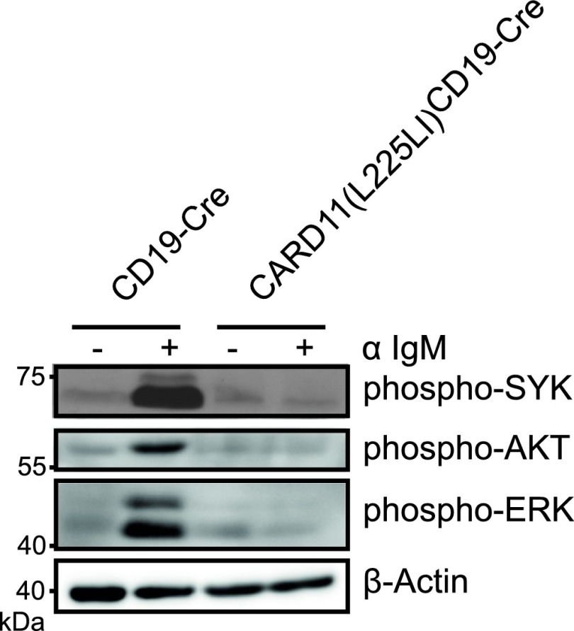 Fig. S4.