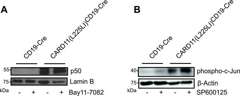 Fig. S5.