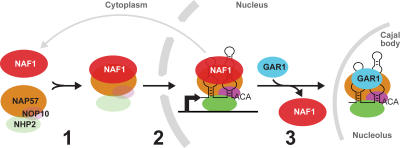 Figure 7.