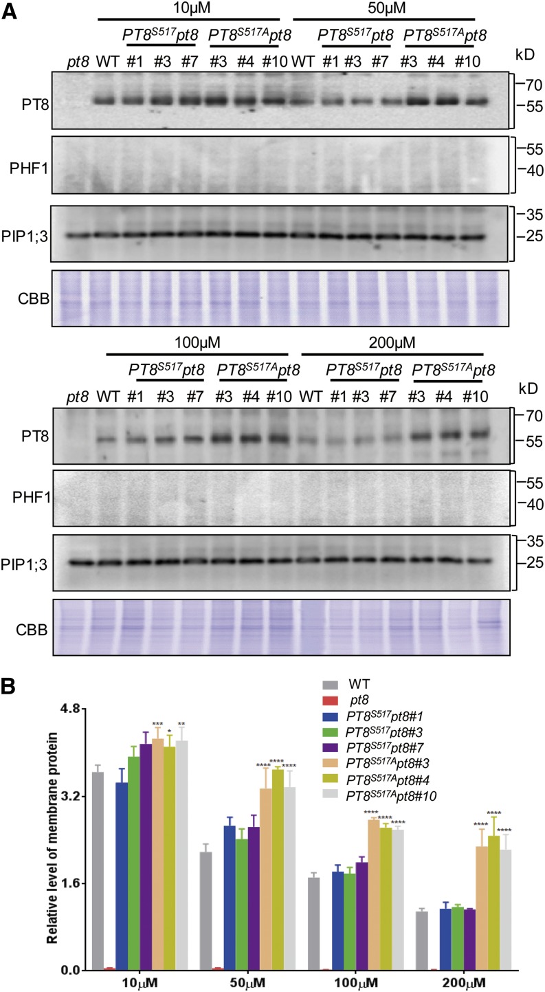 Figure 6.