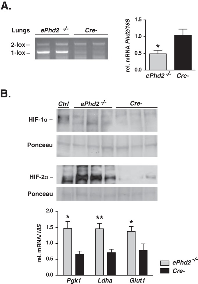 FIG 1