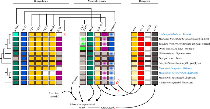 Phylogenetic distribution of AM-relevant metabolites, their biosynthesis and receptor genes.