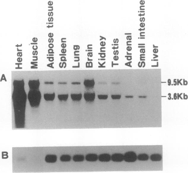 graphic file with name pnas01093-0407-a.jpg