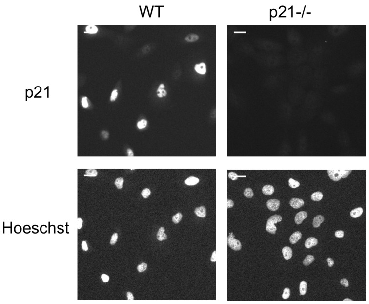 Figure 6—figure supplement 1.