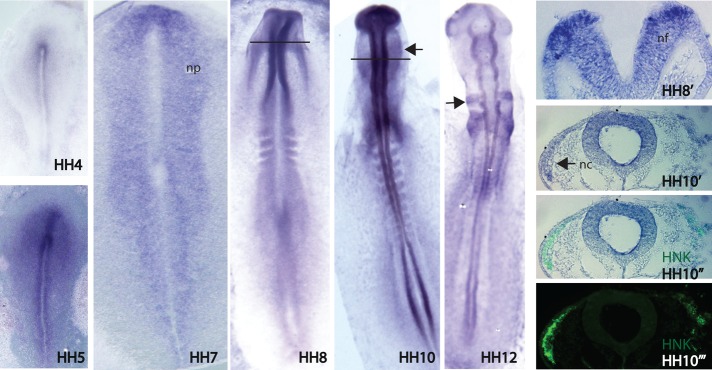 FIGURE 1: