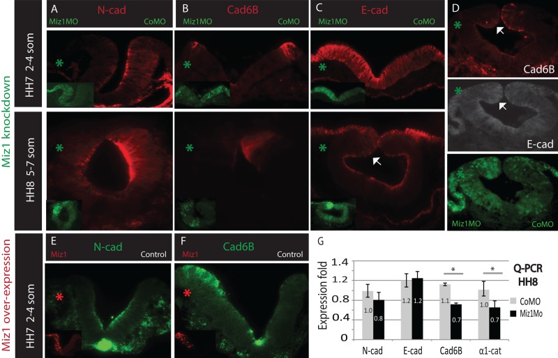 FIGURE 6: