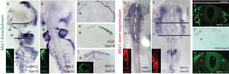 FIGURE 4: