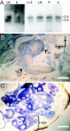 FIG. 1.