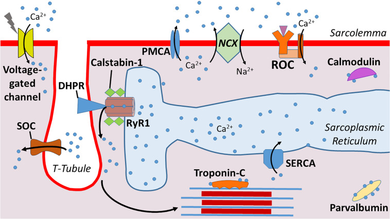 FIGURE 1