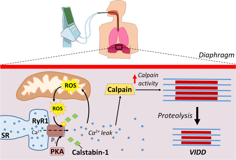 FIGURE 3