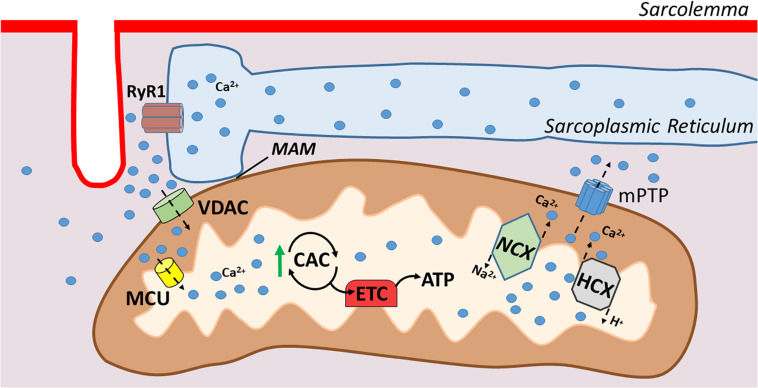 FIGURE 2