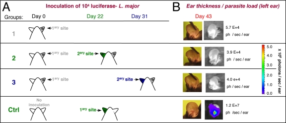 FIG. 1.