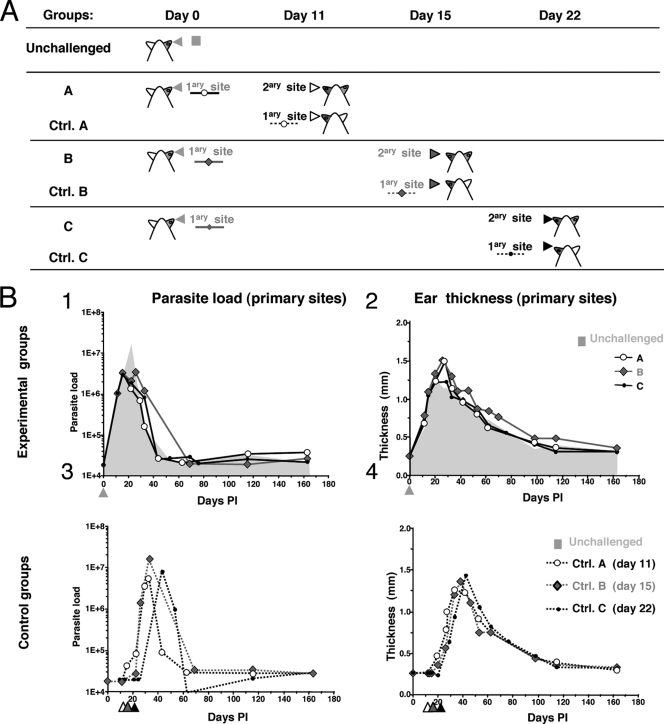 FIG. 2.