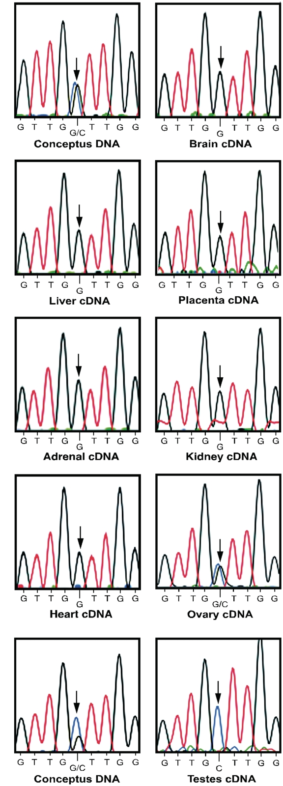 Figure 4.