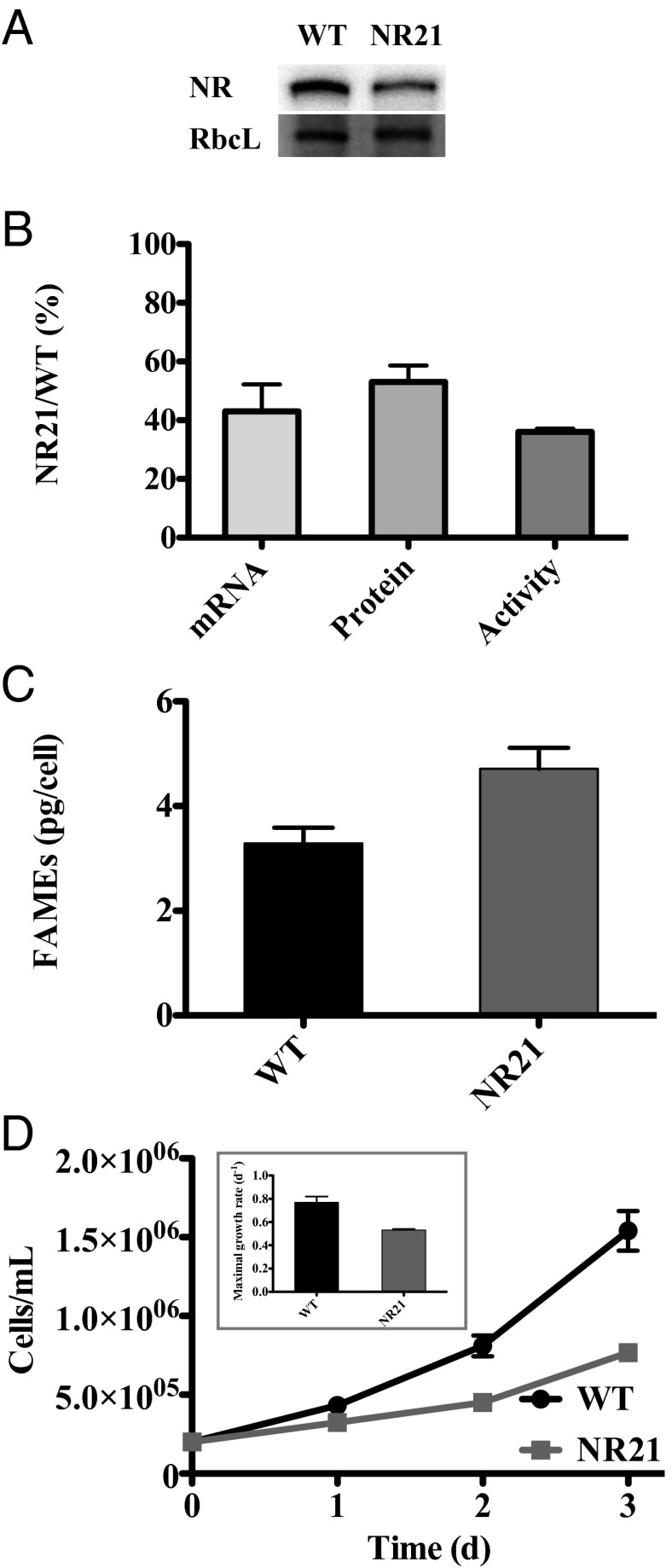 Fig. 5.