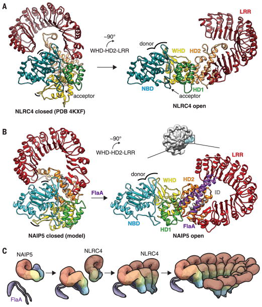 Fig. 3