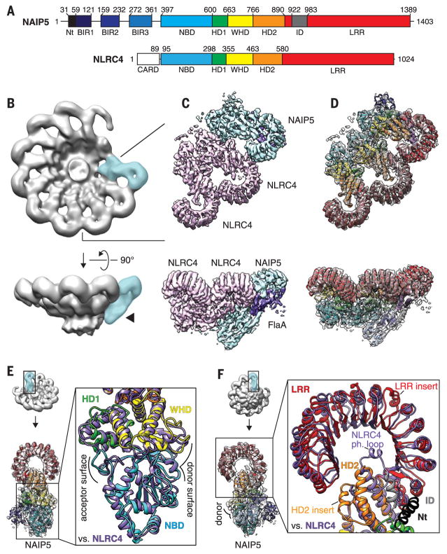 Fig. 1