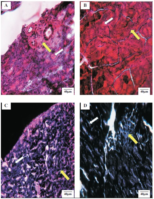 Fig. (6)