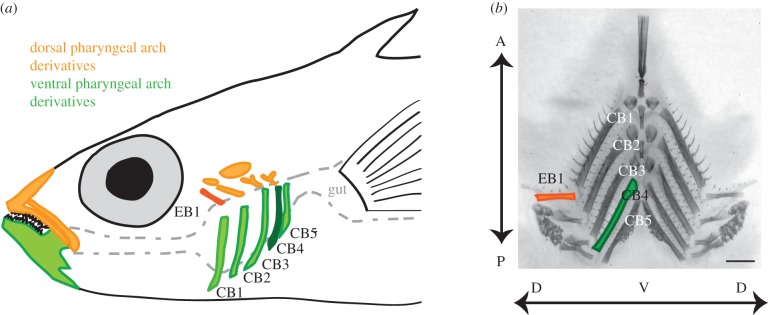 Figure 1.