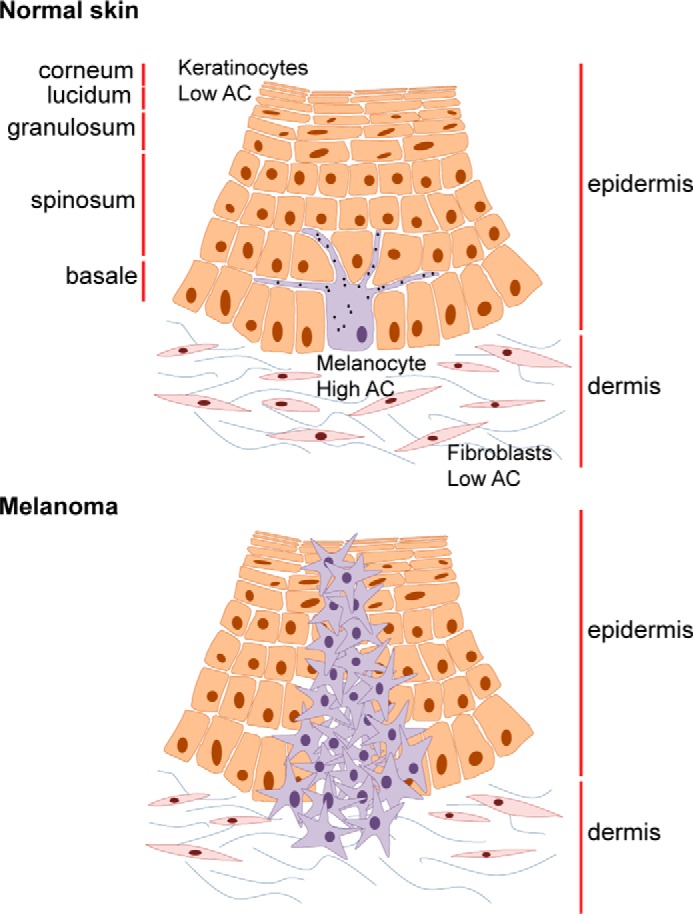 FIGURE 11.