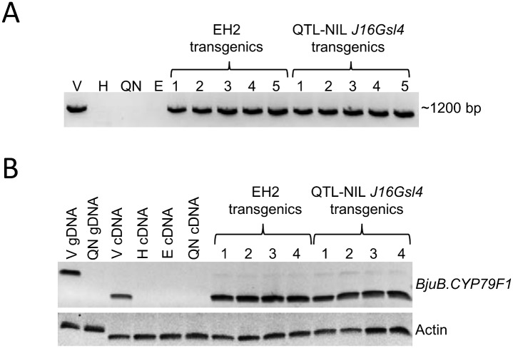 Fig 6