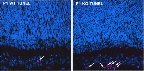 Fig. 14