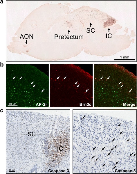 Fig. 13