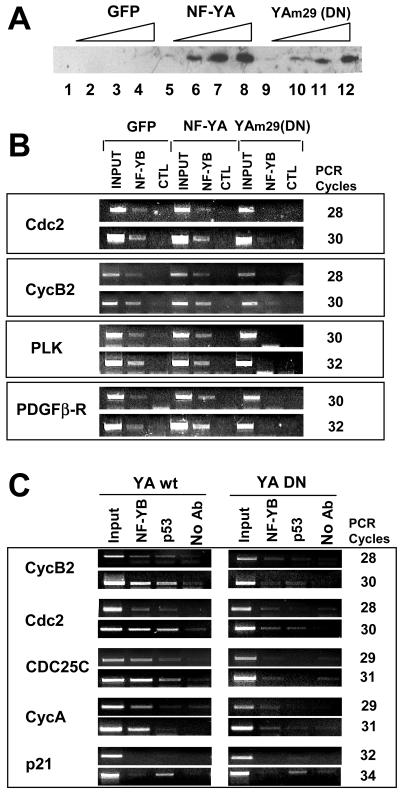 FIG. 2.