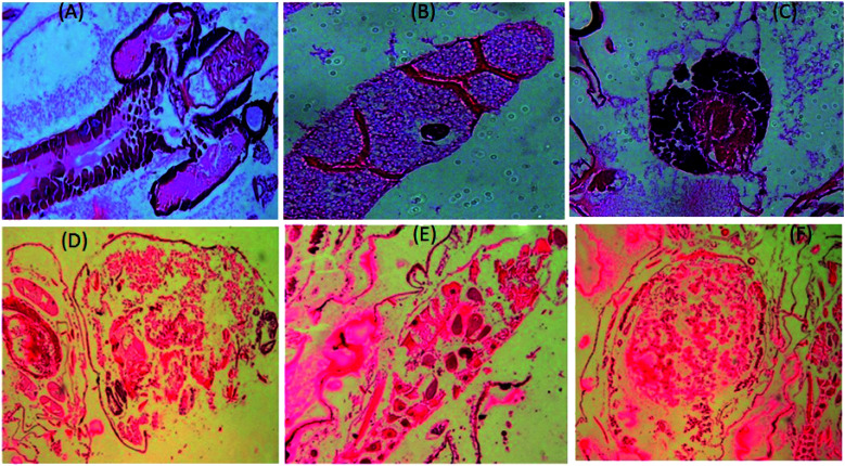 Fig. 8