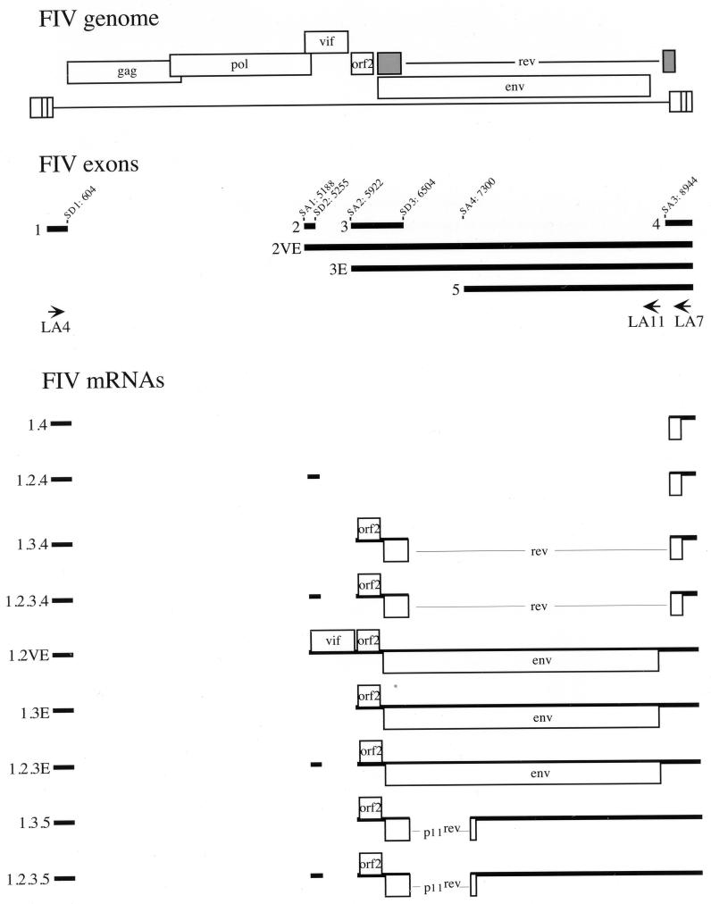 FIG. 1