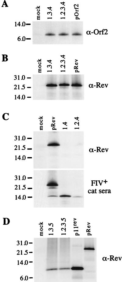 FIG. 3