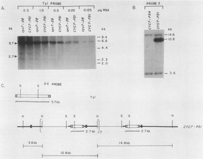 graphic file with name molcellb00094-0014-a.jpg