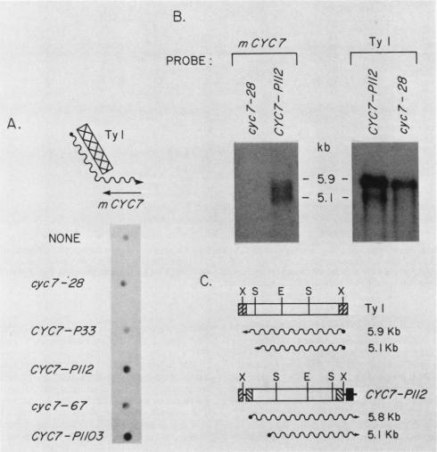 graphic file with name molcellb00094-0015-a.jpg