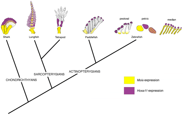 Fig. 4