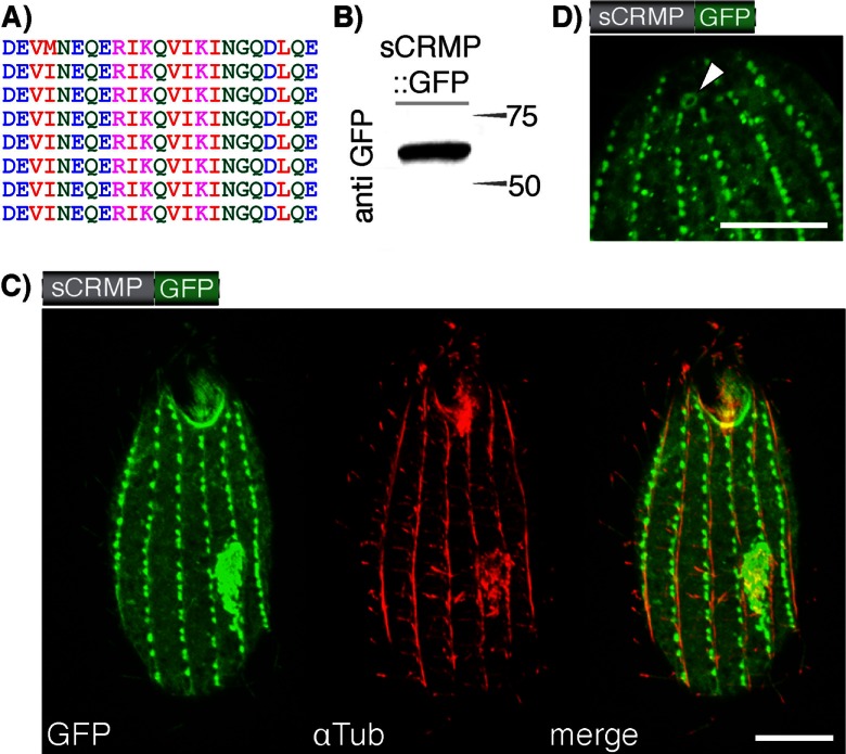 Fig 4