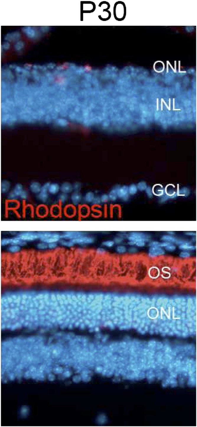 Fig. P1.