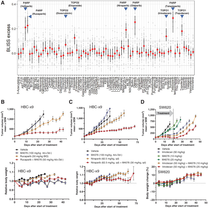 Figure 5. M4076 synergizes with topoisomerase and PARP inhibitors. A, Pairwise combination synergy analysis of 79 anticancer agents combined with M4076 in a panel of 34 cancer cell lines. Small-molecule agents representing diverse modes of action were combined with M4076 in a subset of cancer cell lines and evaluated for growth/viability after incubation for five days. Bliss excess was calculated per drug and cell line. Drug combination effects across the cell line panel were plotted using the median, 25th and 75th percentile connected by line to visualize combination effects across the cell line panel. Horizontal lines at Bliss excess of 0.1 and −0.1 serve as threshold for weak/moderate and strong combination synergy effects. B–C, Combination effect of M4076 with rucaparib (B) or niraparib (C) in the HCB-x9 breast cancer model. Efficacy and body weight changes in HBCx-9 TNBC PDX–bearing mice (9 mice per arm for B; 7 mice per arm for C) receiving orally M4076 plus either of the two PARP inhibitors were monitored for 45 (rucaparib) or 75 (niraparib) days. D, Efficacy and body weight changes of M4076 in combination with irinotecan in the SW620 xenograft model. Mice (10 per arm) were treated with 3×1-week cycles of the combination or respective monotherapy control arms. One cycle consisted of a single irinotecan application (intraperitoneally) at a dose of 50 mg/kg, followed by 10, and 25 mg/kg of M4076 (po) 24 hours later and for four subsequent days.