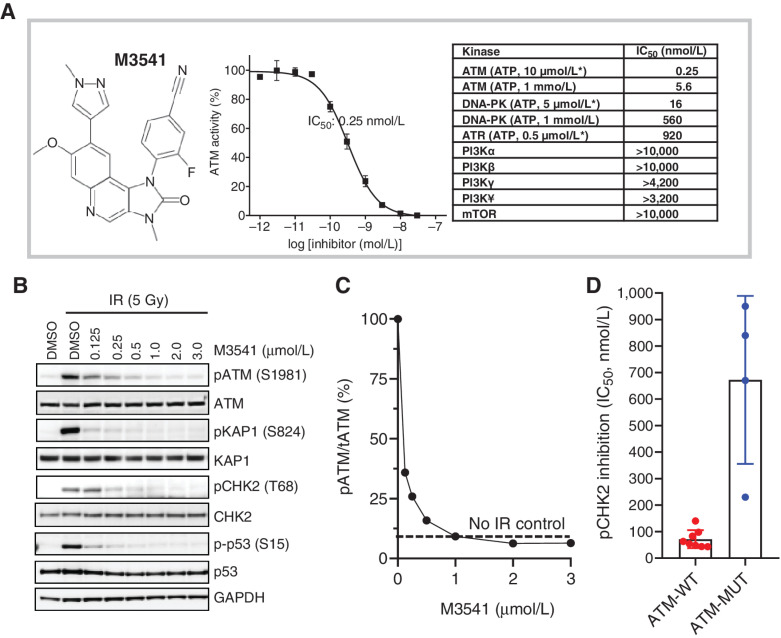 Figure 1. M3541 is a potent and selective inhibitor of ATM kinase activity. A, M3541 structural formula, concentration–response relationship in in vitro ATM kinase assays and summary of potency and selectivity. The IC50 value data for ATM kinase and closely related members of PI3K-related kinases is listed. Kinase assays with ATP concentrations at or near KM are labeled (*). B, M3541 inhibits ATM signaling. A549 cells were pre-treated with increasing concentrations of M3541 for 1 hour and exposed to IR (5 Gy). Whole-cell lysates were collected 1 hour after IR and p-ATM and its downstream targets pKAP1, pCHK2 and pp53 were analyzed by Western blotting. C, pATM levels from western blot images (B) at different M3541 concentrations were quantified by GE Imager using ImageJ software and plotted as the percentage of the IR-induced p-ATM (100%). Dotted line represents uninduced p-ATM level. D, Inhibition of ATM signaling by M3541 in a panel of ATM wild-type (A375, A549, FaDu, HCC1187, HT29, MCF-7, NCI-H460, and SW620) and ATM mutant cancer cell lines (Granta-519, HT-144, NCI-H1395, and NCI-H23). Cells were treated with increasing M3541 concentrations in the presence of the radiomimetic bleomycin (10 μmol/L) for 3–6 hrs. P-CHK2 (Thr68) was measured by ELISA in whole-cell lysates and IC50 values calculated.