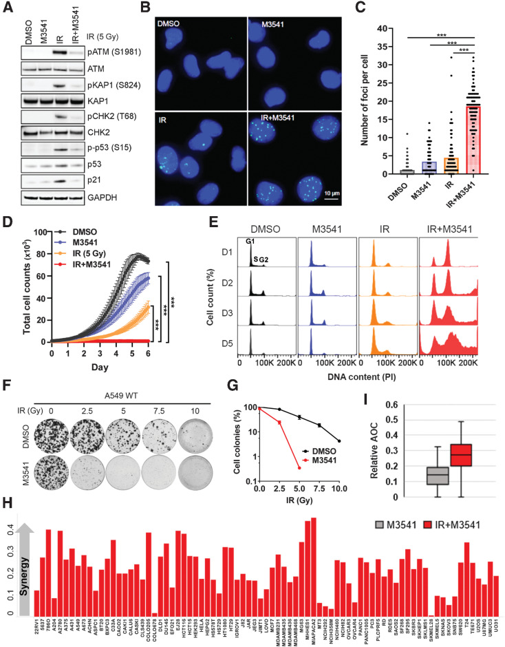 Figure 2. M3541 selectively inhibits DSB repair and sensitizes cancer cells to radiotherapy. A, M3541 suppresses IR-induced ATM signaling. A549 cells were pre-treated with 1 μmol/L M3541 before 5Gy IR. After 6 hours, whole-cell lysates were prepared, and ATM and ATM pathway targets were assessed by Western blotting. B, M3541 inhibits repair of IR-induced DSBs. A549 cells were treated as described previously in (A) and γH2AX foci were detected by immunofluorescence 24 hours after IR. Representative images are shown at ×20 magnifications. γH2AX foci in green and nuclear staining by DAPI shown in blue. C, Quantification of γH2AX foci shown in B using ImageJ software. D, M3541 inhibits the growth of A549 cells. Growth/viability curves of A549 Nuclight cells treated as in (A) were generated by IncuCyte live cell imaging (images taken every 2 hours for 6 days). The number of green-fluorescent nuclei represents the total number of cells (mean ± SEM). E, In combination with IR, M3541 disrupts cell-cycle progression. Cell-cycle profiles of A549 cells treated with DMSO, M3541, IR or IR+M3541 at different time points. F, M3541 inhibits clonogenic cell growth. A549 cells challenged with different doses of IR plus/minus 1 μmol/L M3541 were incubated at 37°C for 14 days. Cell colonies were visualized by staining with 0.5% crystal violet, imaged and quantified. G, Colony growth relative to DMSO controls shown in (F) was quantified and plotted as a function of IR dose. H, Cell growth/viability of 79 cancer cell lines in response to M3541 alone or in combination with IR (3Gy) was quantified by sulforhodamine B (SRB) straining. Synergy score was calculated by the Bliss excess method as described previously in Materials and Methods and cell lines were plotted in alphabetical order. I, Box plot representation of synergy scores calculated for IR alone and IR + M3541 groups.