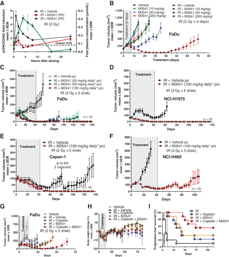 Figure 3. M3541 potentiates IR efficacy in xenograft models of human cancer. A, M3541 inhibits ATM downstream phosphorylation target p-CHK2 in vivo. pCHK2 (Thr68) modulation was measured in response to IR (black) or combination with IR + M3541 (red). FaDu xenograft bearing mice (5 mice per treatment and timepoint) received a single treatment of 2 Gy IR with or without 100 mg/kg M3541. M3541 was given orally 10 minutes before IR. pCHK2 modulation was measured in tumor lysates at indicated timepoints. Plasma concentrations of M3541 were determined and plotted (green). B, M3541 dose dependently enhances IR effect in FaDu xenografts. Tumor-bearing mice (10 mice per arm) were treated with M3541, IR (2Gy x 5 days; total dose: 10 Gy) or IR + M3541 and tumor volume was followed for a maximum of 70 days. C–F, M3541 strongly enhances IR efficacy in 6-week fractional radiotherapy studies with 4 xenograft models. Mice (10 mice per arm) were irradiated with 2Gy fractions (5 days on, 2 days off) for 6 weeks. M3541 was given orally 10 minutes before IR at the indicated doses. Tumor growth was followed for at least 9 weeks after treatment. G–I, M3541 demonstrated combination benefit with the SoC regiment IR + cisplatin in the FaDu model. Mice with established xenografts (10 mice per arm) received 2 Gy IR fractions (5 days on/2 days off) for 2 weeks (20Gy total dose). Cisplatin was given intraperitoneally at 3 mg/kg on days 0 and 7 and M3541 at 100 mg/kg 10 minutes before each radiotherapy fraction. G and H, Tumor volume and body weight changes. I, Progression-free survival. Tumors with relative tumor volume change values ≤73% were categorized as an event. This cutoff value was selected in accordance with the RECIST definition for progressive disease based on tumor volume (44).