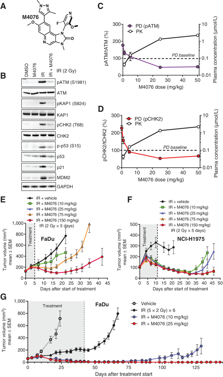 Figure 4. M4076 is a superior ATM inhibitor with improved pharmacological properties. A M4076 structural formula. B, M4076 inhibits IR-induced ATM signaling in A549 cells. Cells were exposed to 1 μmol/L M4076 an hour before irradiation (5Gy), cell lysates were prepared 6 hours later and ATM signaling assessed by Western blotting. C and D, M4076 inhibits ATM direct phosphorylation targets, p-ATM and p-CHK2, in vivo. The levels of p-ATM (purple) and p-CHK2 (red) were measured in response to IR alone or IR + M4076 in the FaDu model. Mice bearing established xenografts (5 mice per treatment and dose) received 2Gy IR with or without indicated doses of M4076 given orally 30 minutes before IR and tumor lysates were prepared 2 hours after M4076 administration. Plasma concentrations of M4076 were determined in parallel and plotted (black). Baseline levels of p-ATM and p-CHK2 are represented by the dotted horizontal lines. E, M4076 enhances IR effect in FaDu xenografts. FaDu tumor-bearing mice (9 mice per arm) were treated with IR (2Gy fraction x 5 consecutive days; total IR dose 10 Gy) or IR + M4076 at the indicated doses and tumor growth and body weight of mice was followed for 42 days. F, M4076 enhances IR efficacy in the NCI-H1975 xenograft model. Mice with established xenografts (9 per arm) were treated as in (E) for 2 weeks (total IR dose 20 Gy). Tumor growth and body weight was followed for 46 days. G, M4076 strongly enhances IR efficacy in the 6-week FaDu xenograft model. Mice (10 mice per arm) were treated with IR or IR + M4076 as in (E) but for 6 consecutive weeks (total IR dose 60 Gy) simulating a curative treatment regimen. Tumor growth and body weight was followed for 143 days.