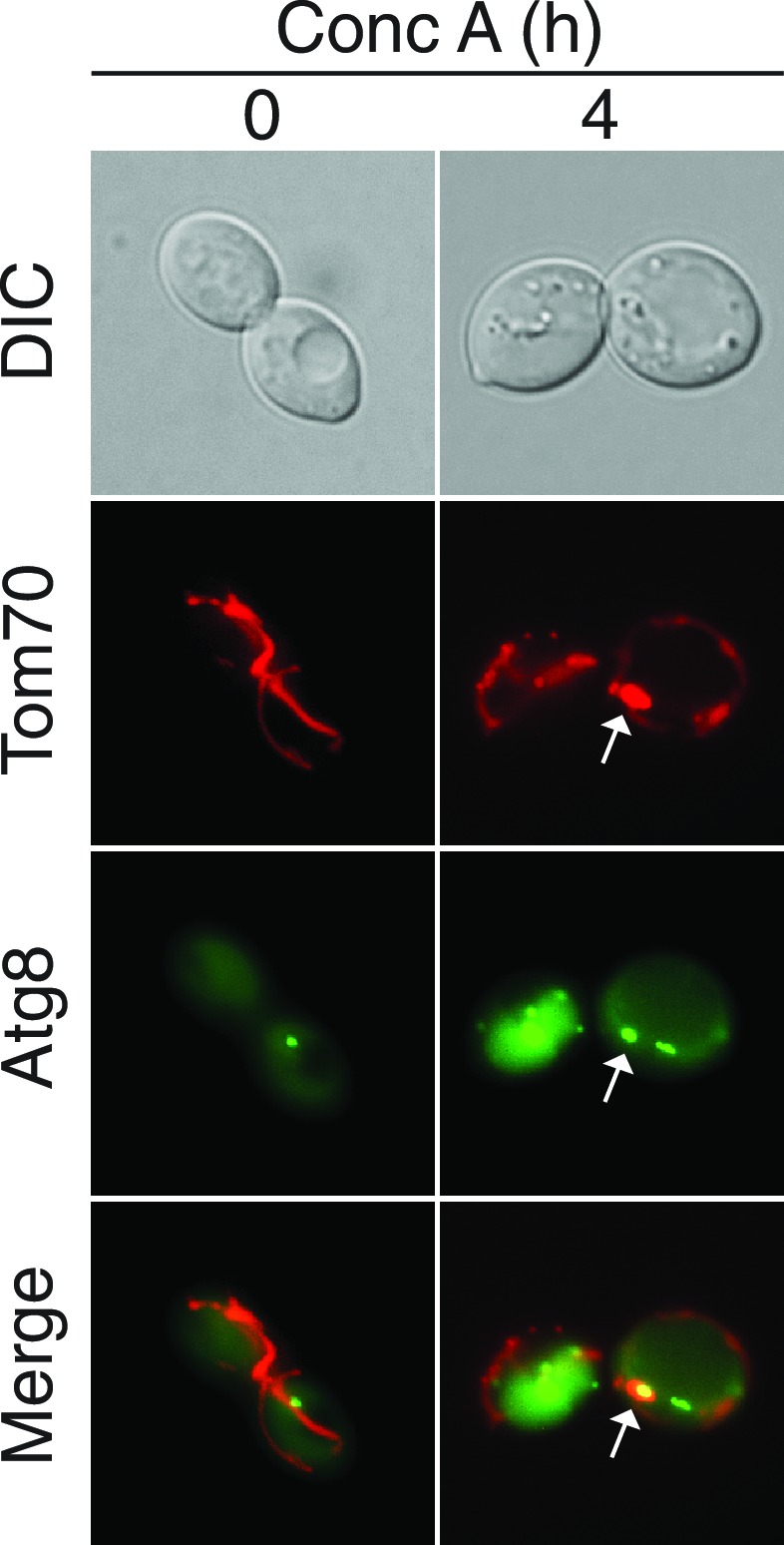 Figure 4—figure supplement 2.