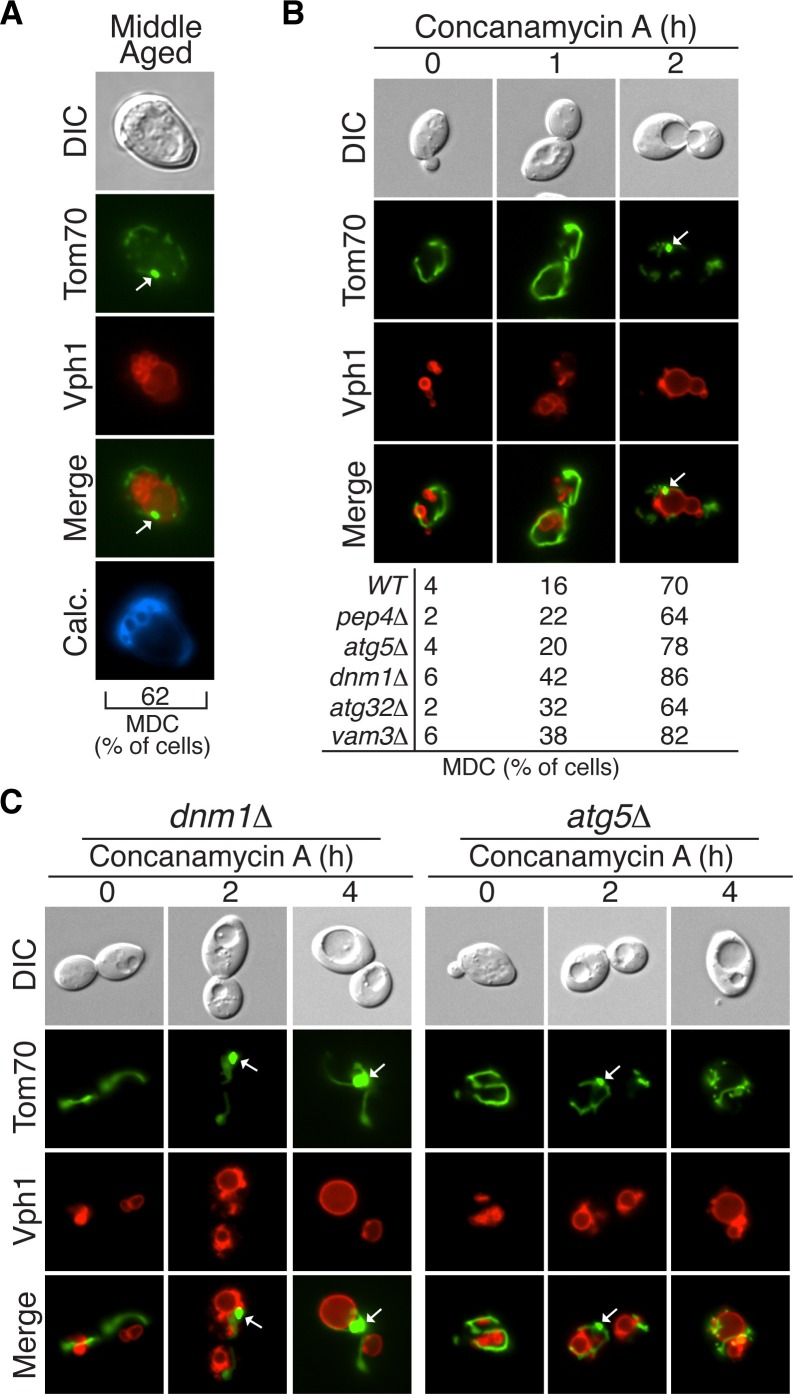 Figure 4.