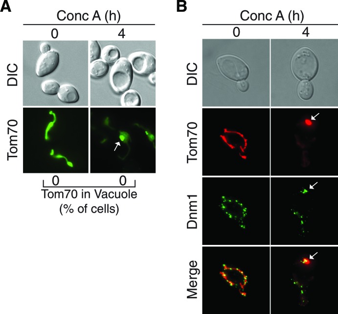 Figure 4—figure supplement 1.