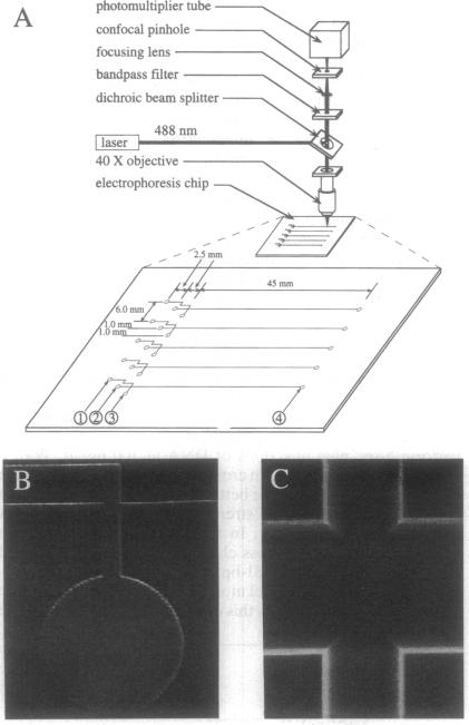 graphic file with name pnas01146-0076-a.jpg