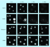 <b>Figure 5.</b>