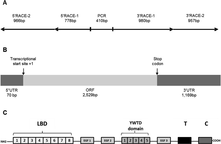 FIG. 1. 