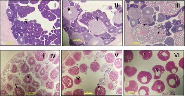 FIG. 4. 