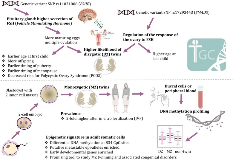 Graphical Abstract